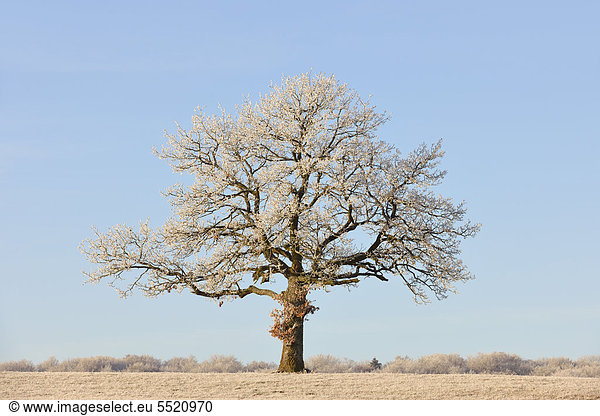 Mit Reif bedeckte Stiel-Eiche (Quercus robur) Schwäbische Alb  Baden-Württemberg  Deutschland  Europa