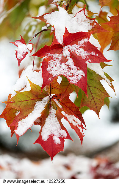 Mit Schnee beladene Ahornblätter; Surrey  British Columbia  Kanada