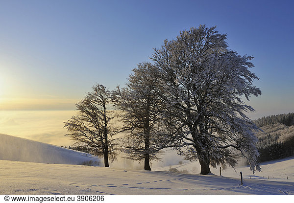 Mit Schnee und Reif bedeckte Windflüchter oder Windbuchen  vom Wind verformte Rotbuchen (Fagus sylvatica)  Schauinsland im Schwarzwald  Breisgau-Hochschwarzwald  Baden-Württemberg  Deutschland  Europa
