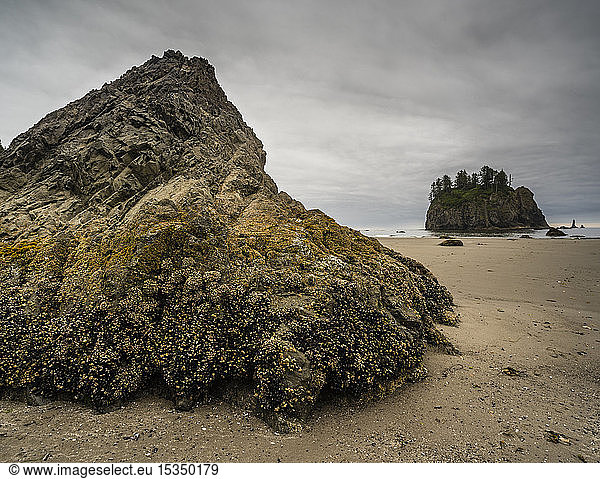 Mit Seepocken bedeckter Felsen  First Beach in der Morgendämmerung  Olympic National Park  UNESCO-Welterbe  Washington State  Vereinigte Staaten von Amerika  Nordamerika