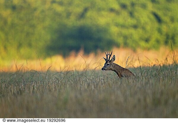 Mit weiten Sprüngen folgt ein Rehbock (Capreolus capreolus) in der Bunftzeit  vom Jäger Blattzeit genannt  einer Ricke in einem Gerstenfeld  With wide jumps  a Roebuck follows a female Roe Deer in the mating season