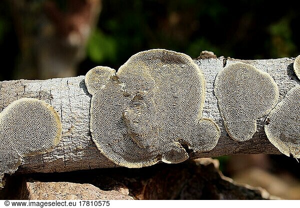 Mit winzigen Pilzen geformtes Holz  Weichbett  Andhra Pradesh  Indien  Asien