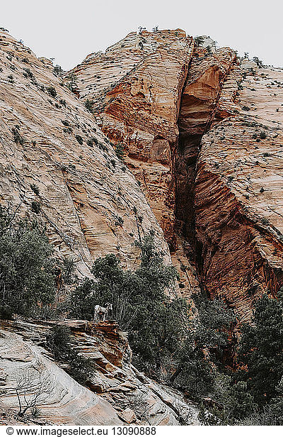 Mittelansicht einer Bergziege  die im Zion-Nationalpark vor Felsformationen steht
