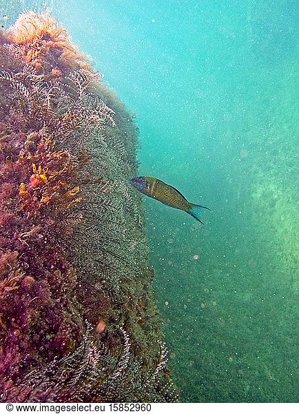 Mittelmeer-Regenbogenfisch auf Algensuche