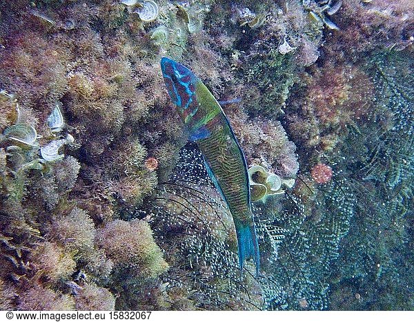 Mittelmeer-Regenbogenfisch auf Nahrungssuche
