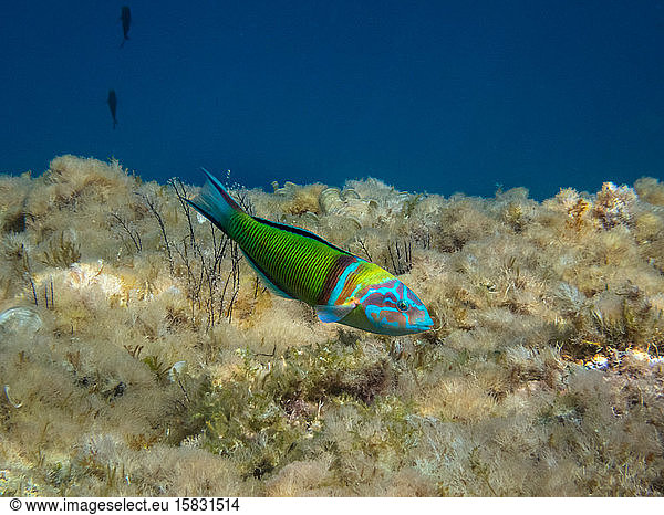 Mittelmeer-Regenbogenfisch  der sich auf dem Meeresboden sammelt