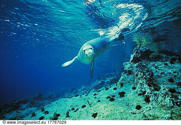 Mittelmeermönchsrobbe  Mittelmeermönchsrobben  Meeressäuger  Raubtiere  Robben  Säugetiere  Tiere
