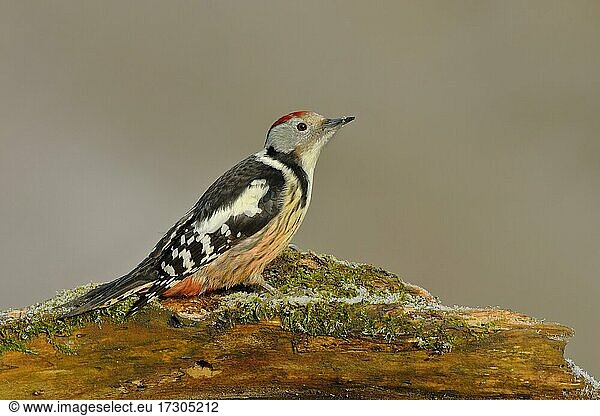 Mittelspecht (Dendrocopos medius)  sitzt auf Totholz  Nordrhein-Westfalen  Deutschland  Europa