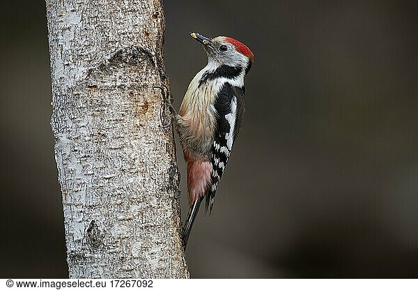 Mittelspecht (Dendrocopos medius)  Wittlich  Rheinland-Pfalz  Deutschland  Europa