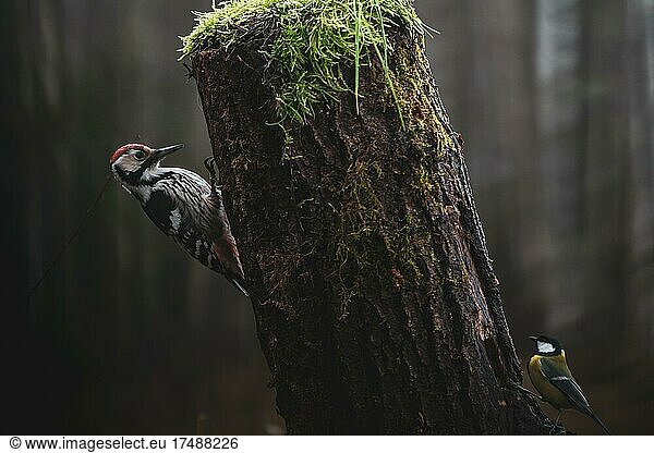 Mittelspecht (Dendrocoptes medius)  Kohlmeise (Parus major)  Baum  Bialowie?a  Polen  Europa