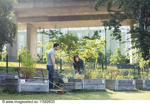 Mittleres erwachsenes Paar bei der Arbeit im Gemeinschaftsgarten