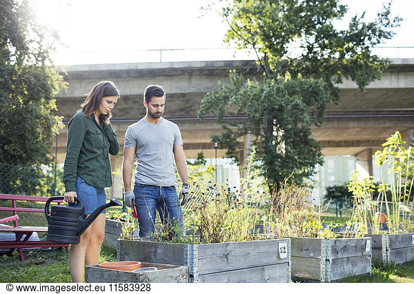 Mittleres erwachsenes Paar untersucht Pflanzen im Stadtgarten