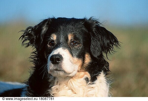 Mixed Breed Dog  Mischlingshund (animals) (Säugetiere) (mammals) (Haushund) (domestic dog) (Haustier) (Heimtier) (pet) (außen) (outdoor) (Kopf) (head) (Porträt) (portrait) (aufmerksam) (alert) (adult) (Querformat) (horizontal)