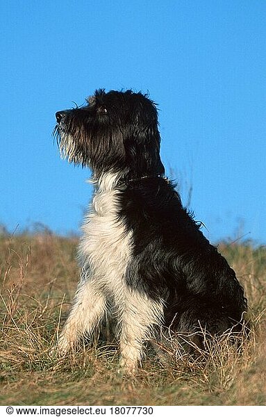 Mixed Breed Dog  Mischlingshund (animals) (Säugetiere) (mammals) (Haushund) (domestic dog) (Haustier) (Heimtier) (pet) (außen) (outdoor) (seitlich) (side) (Wiese) (meadow) (aufmerksam) (alert) (sitzen) (sitting) (adult) (schwarz-weiß) (black & white) (vertical)