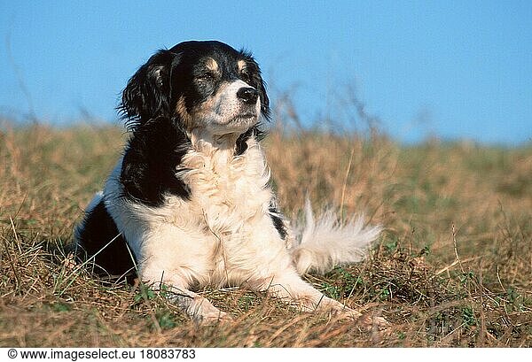 Mixed Breed Dog  Mischlingshund (animals) (Säugetiere) (mammals) (Haushund) (domestic dog) (Haustier) (Heimtier) (pet) (außen) (outdoor) (Wiese) (meadow) (liegen) (lying) (adult) (Querformat) (horizontal) (schwarz-weiß) (black & white)