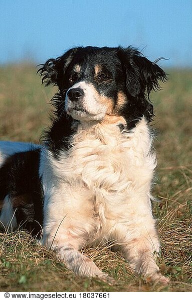 Mixed Breed Dog  Mischlingshund (animals) (Säugetiere) (mammals) (Haushund) (domestic dog) (Haustier) (Heimtier) (pet) (außen) (outdoor) (Wiese) (meadow) (liegen) (lying) (adult) (schwarz-weiß) (black & white)
