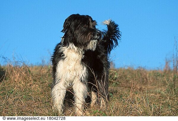 Mixed Breed Dog  Mischlingshund (animals) (Säugetiere) (mammals) (Haushund) (domestic dog) (Haustier) (Heimtier) (pet) (außen) (outdoor) (Wiese) (meadow) (schwarz-weiß) (black & white) (stehen) (standing) (adult) (Querformat) (horizontal)