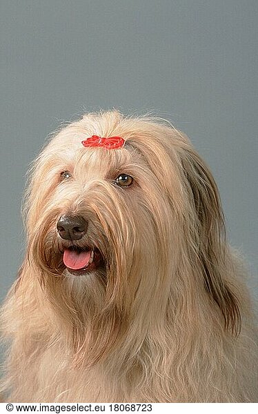 Mixed Breed Dog  Mischlingshund (Bearded-Collie-Mix) (Saeugetiere) (mammals) (animals) (Haushund) (domestic dog) (Haustier) (Heimtier) (pet) (innen) (Studio) (Porträt) (portrait) (hecheln) (panting)