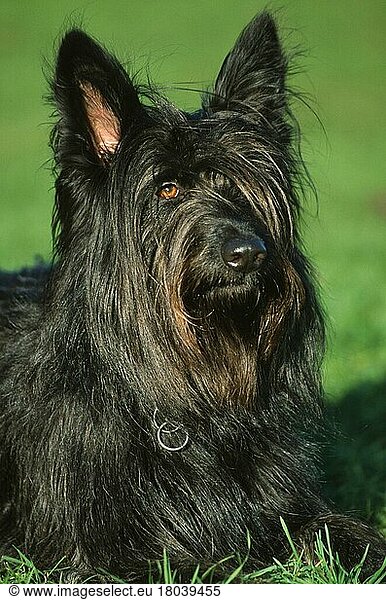 Mixed Breed Dog  Mischlingshund (Saeugetiere) (mammals) (animals) (Haushund) (domestic dog) (Haustier) (Heimtier) (pet) (außen) (outdoor) (adult) (Wiese) (meadow) (schwarz) (black) (liegen) (lying) (Porträt) (portrait)