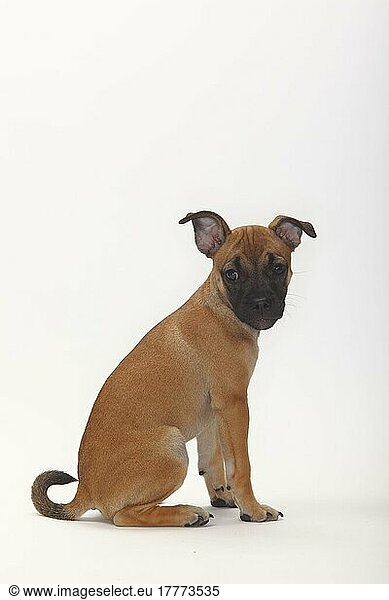 Mixed breed dog  puppy  12 weeks  pug mix  side