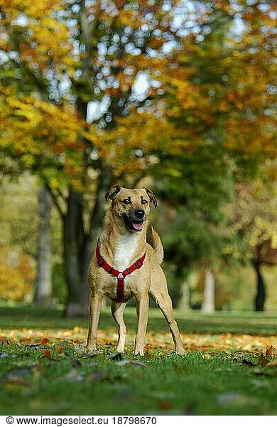 Mixed breed domestic dog (canis lupus familiaris) standing in a meadow in front of trees with autumnal colours  mixed breed dog in front of trees with autumnal colours