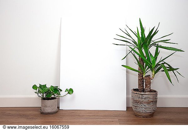 Modernes Interieur  weiße Wand mit grünen Pflanzen auf PVC-Boden gegen weiße Wand mit Blank leeren Plakat oder Rahmen für Text. Retro Raum für Text.