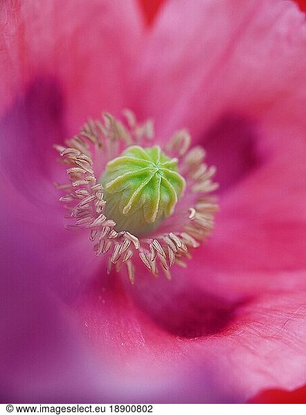 Mohn (Papaver)  'Pink Dawn'-Blütendetail