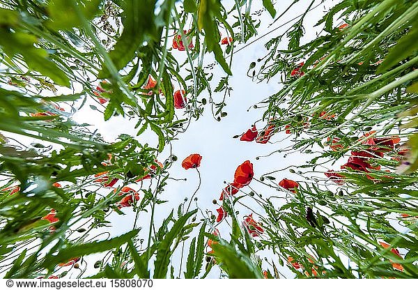 Mohnblumen (Papaver) mit Wiesenpflanzen von unten vor einem hellen Himmel  Deutschland  Europa