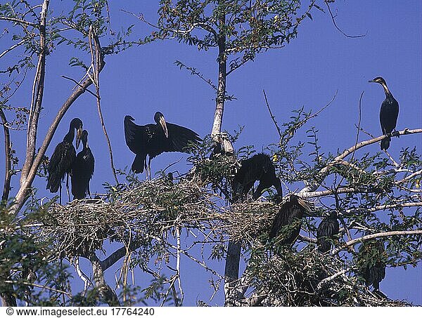 Mohrenklaffschnabel  Mohren-Klaffschnabel  Mohrenklaffschnäbel (Anastomus lamelligerus)  Storch  Tiere  Vögel  Open-bill Stork Nesting colony