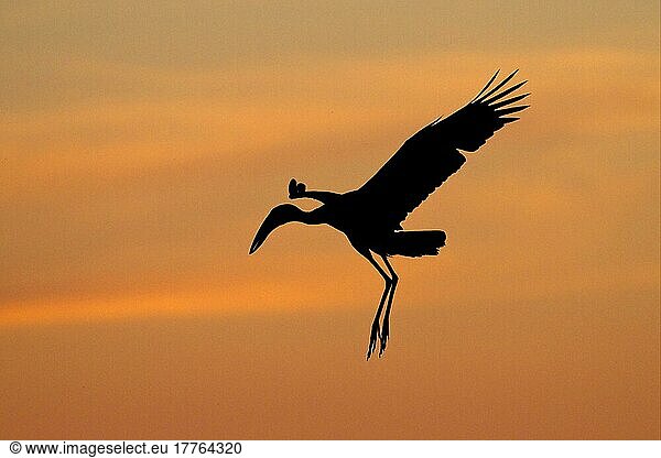 Mohrenklaffschnabel  Mohren-Klaffschnabel  Mohrenklaffschnäbel (Anastomus lamelligerus)  Storch  Tiere  Vögeln Open-billed Stork adult  in flight  Silhouette at sunset  Godi