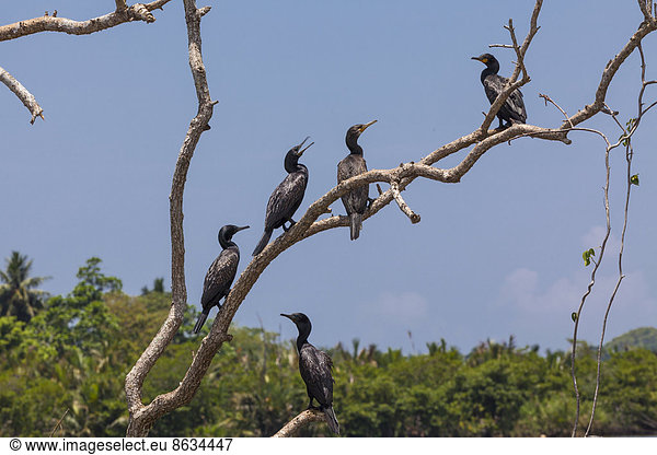 Mohrenscharben (Phalacrocorax niger) auf Baum  Naturschutzgebiet bei Godahena  Region Galle  Südprovinz  Sri Lanka