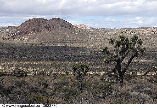 Mojave desert landscape and joshua tree (Yucca brevifolia)  Joshua Tree National Park  Califronia.
