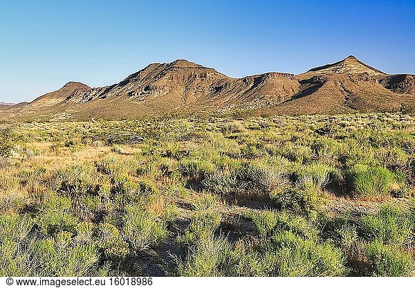 Mojave National Preserve  Kalifornien  USA.