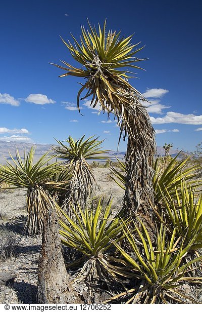 Mojave yucca  Red Rock Canyon National Conservation Area  Mt. Charleston Scenic Byway  Nevada.
