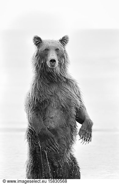 Momma Grizzly Standing in Water in Alaska