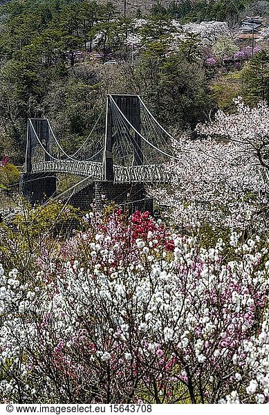 Momosuke Bridge  flowering cherry trees in spring  Japanese cherry blossom  Kiso Valley  Nagano  Japan  Asia