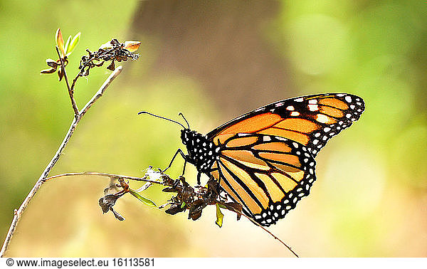 Monarch Butterfly (Danaus plexippus) on twig