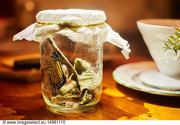 Monarch butterfly in jar