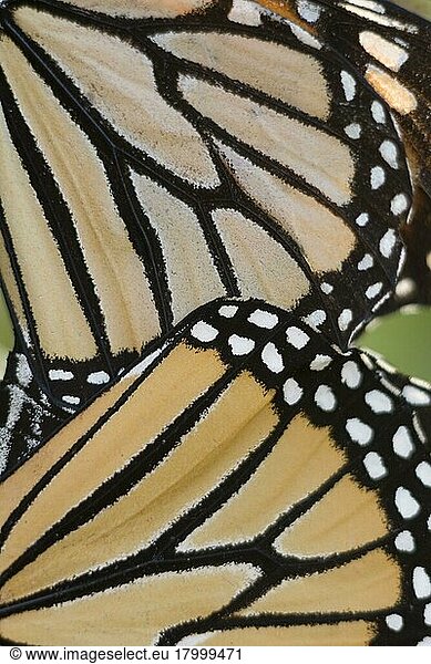 Monarchfalter  Amerikanischer Monarch (Danaus plexippus)  Andere Tiere  Insekten  Schmetterlinge  Tiere  Monarch Butterfly adult pair  mating  close-up of wings  Cape May  New Jersey (U.) S. A. october