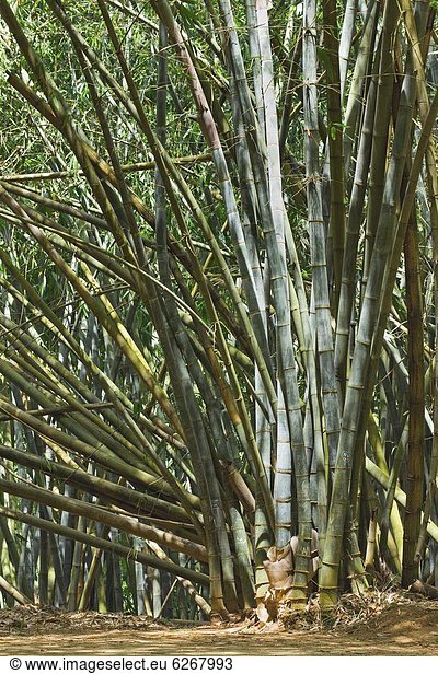 Monarchie Garten Bambus Myanmar Botanik 60 Asien Hektar Sri Lanka