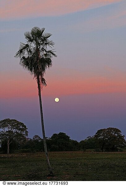 Mond bei Sonnenaufgang  Pantanal  Brasilien  Südamerika