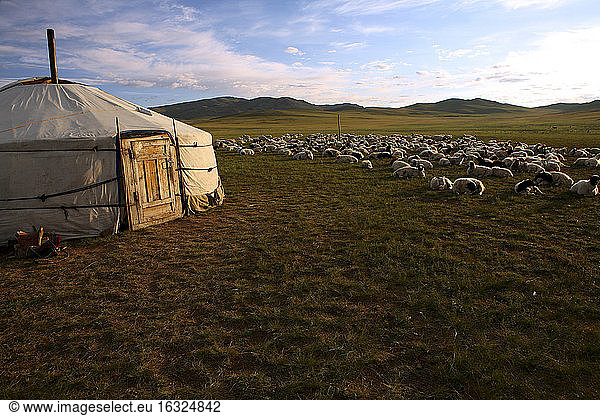 Mongolei  Provinz Arkhangai  Nomadenlager  Schafherde