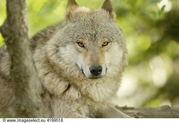 Mongolian Wolf (Canis lupus chanco) Mongolian Wolf (Canis lupus chanco ...