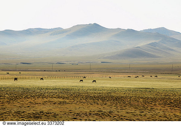 Mongolische Steppenlandschaft