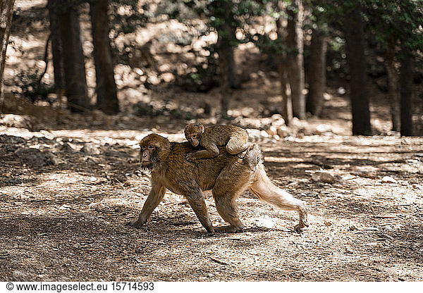 Monkey carrying young animal on back Fez Morocco