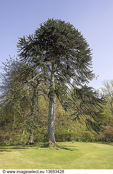 Monkey Puzzle Tree (Araucaria araucana) near Dunvegan castle on the Isle of Skye Scotland.