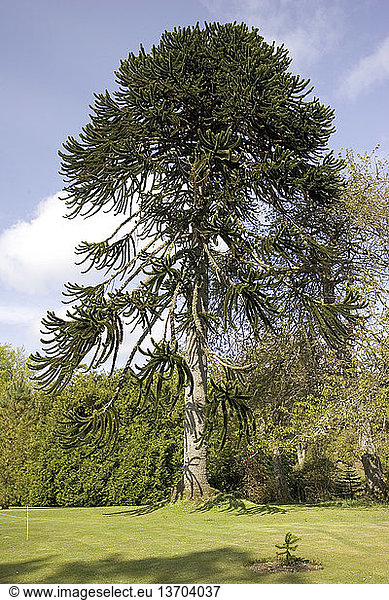 Monkey Puzzle Trees (Araucaria araucana) near Dunvegan castle on the Isle of Skye Scotland.
