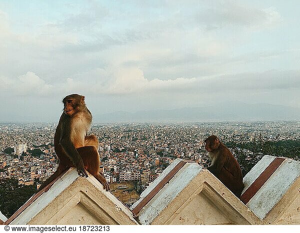 Monkeys sitting on building overlooking city in Southeast Asia