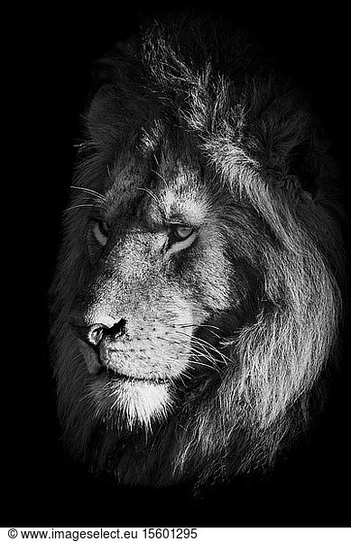 Monochrome Nahaufnahme des Gesichts eines Löwen (Panthera leo) im Schatten  Klein's Camp  Serengeti National Park; Tansania