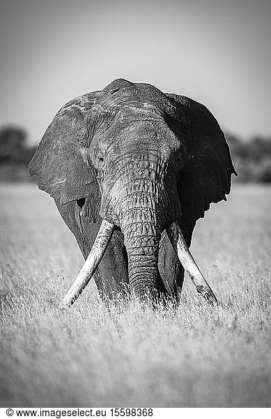 Monochromer afrikanischer Buschelefant (Loxodonta africana) im Gras stehend  Grumeti Serengeti Tented Camp  Serengeti National Park; Tansania